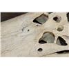Image 8 : XXL ALLIGATOR Skull from a 13' 4" Long Gator