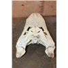 Image 9 : XXL ALLIGATOR Skull from a 13' 4" Long Gator