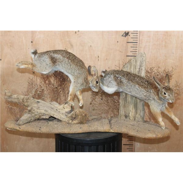 2 Life-sized EASTERN COTTONTAIL RABBITS on a Natural Habitat Base