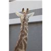 Image 12 : GIRAFFE Pedestal Mount