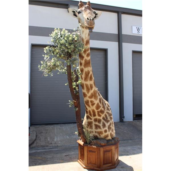 GIRAFFE Pedestal Mount
