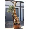 Image 1 : GIRAFFE Pedestal Mount