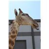 Image 5 : GIRAFFE Pedestal Mount