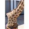 Image 6 : GIRAFFE Pedestal Mount