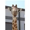 Image 8 : GIRAFFE Pedestal Mount