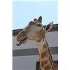 Image 9 : GIRAFFE Pedestal Mount