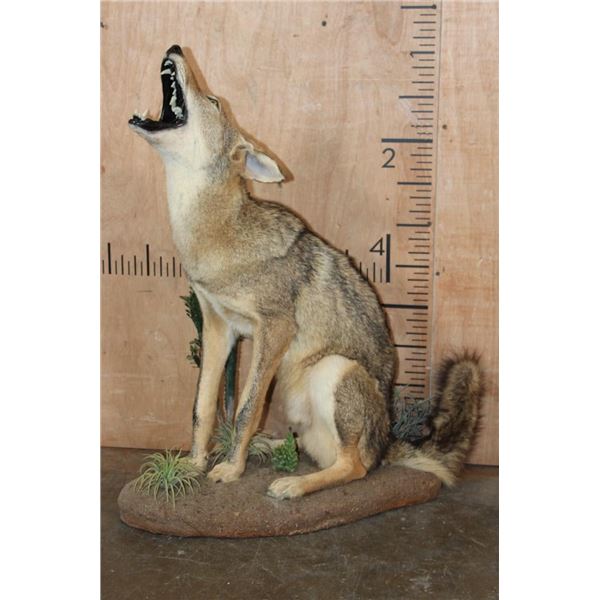 Life-sized "Howling" COYOTE on a Decorative Base