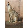 Image 1 : Life-sized "Howling" COYOTE on a Decorative Base