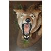Image 5 : Life-sized "Howling" COYOTE on a Decorative Base