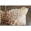 Image 3 : GIRAFFE Back Hide