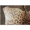 Image 4 : GIRAFFE Back Hide