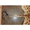 Image 5 : GIRAFFE Back Hide