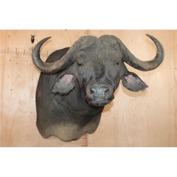 Big CAPE BUFFALO Shoulder Mount