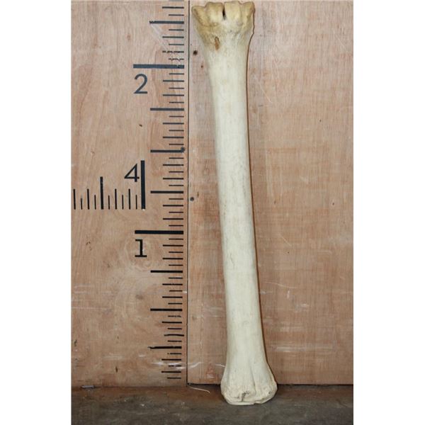 XL GIRAFFE Cannon Bone or Leg Bone