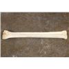 Image 3 : XL GIRAFFE Cannon Bone or Leg Bone