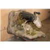 Image 1 : Half-body ALLIGATOR with a Life-sized RABBIT on a Wall Hanging Base