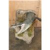 Image 3 : Half-body ALLIGATOR with a Life-sized RABBIT on a Wall Hanging Base