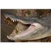 Image 6 : Half-body ALLIGATOR with a Life-sized RABBIT on a Wall Hanging Base