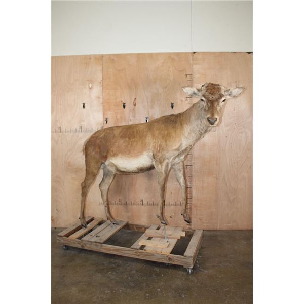 Life-sized RED STAG "Ready Mount" on a Wood Frame Base with Wheels