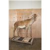 Image 1 : Life-sized RED STAG "Ready Mount" on a Wood Frame Base with Wheels