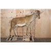 Image 2 : Life-sized RED STAG "Ready Mount" on a Wood Frame Base with Wheels