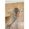 Image 4 : Life-sized RED STAG "Ready Mount" on a Wood Frame Base with Wheels
