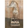 Image 5 : Life-sized RED STAG "Ready Mount" on a Wood Frame Base with Wheels