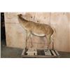 Image 6 : Life-sized RED STAG "Ready Mount" on a Wood Frame Base with Wheels