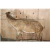 Image 7 : Life-sized RED STAG "Ready Mount" on a Wood Frame Base with Wheels