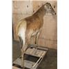 Image 8 : Life-sized RED STAG "Ready Mount" on a Wood Frame Base with Wheels