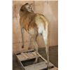 Image 9 : Life-sized RED STAG "Ready Mount" on a Wood Frame Base with Wheels