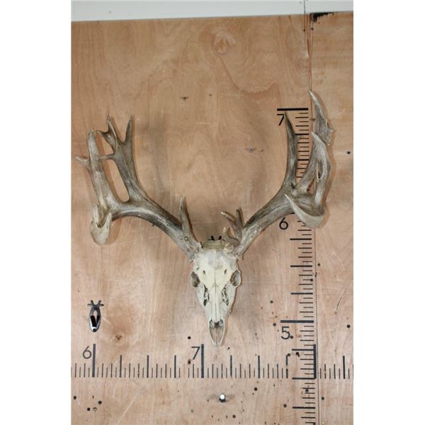 XL 18-Point WHITETAIL DEER Skull