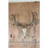 Image 1 : XL 18-Point WHITETAIL DEER Skull