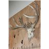 Image 2 : XL 18-Point WHITETAIL DEER Skull