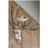 Image 3 : XL 18-Point WHITETAIL DEER Skull