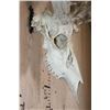 Image 4 : XL 18-Point WHITETAIL DEER Skull