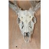 Image 5 : XL 18-Point WHITETAIL DEER Skull
