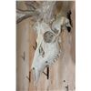 Image 6 : XL 18-Point WHITETAIL DEER Skull