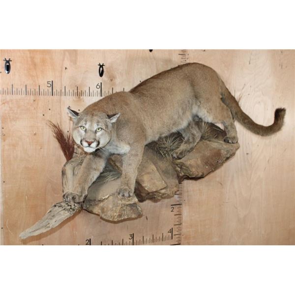 Life-sized MOUNTAIN LION or COUGAR on a Lightweight Rock Wall Base