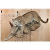 Image 1 : Life-sized MOUNTAIN LION or COUGAR on a Lightweight Rock Wall Base