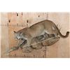 Image 2 : Life-sized MOUNTAIN LION or COUGAR on a Lightweight Rock Wall Base