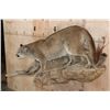 Image 3 : Life-sized MOUNTAIN LION or COUGAR on a Lightweight Rock Wall Base