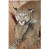 Image 4 : Life-sized MOUNTAIN LION or COUGAR on a Lightweight Rock Wall Base