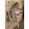 Image 5 : Life-sized MOUNTAIN LION or COUGAR on a Lightweight Rock Wall Base