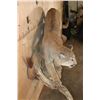Image 6 : Life-sized MOUNTAIN LION or COUGAR on a Lightweight Rock Wall Base
