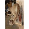 Image 7 : Life-sized MOUNTAIN LION or COUGAR on a Lightweight Rock Wall Base