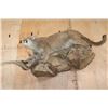 Image 8 : Life-sized MOUNTAIN LION or COUGAR on a Lightweight Rock Wall Base