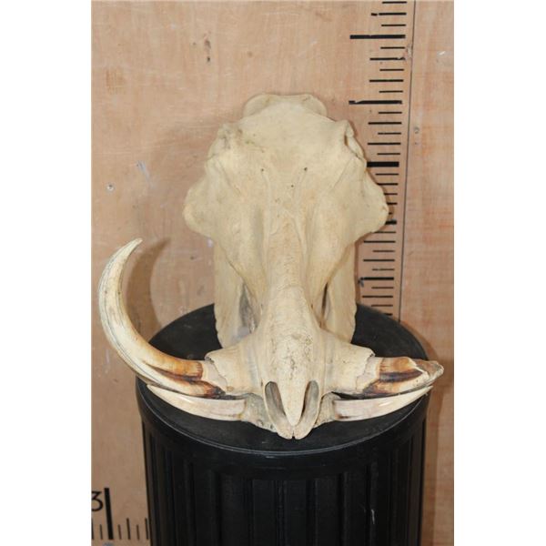 XL WARTHOG Skull