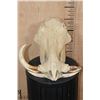 Image 1 : XL WARTHOG Skull