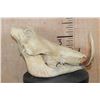 Image 2 : XL WARTHOG Skull